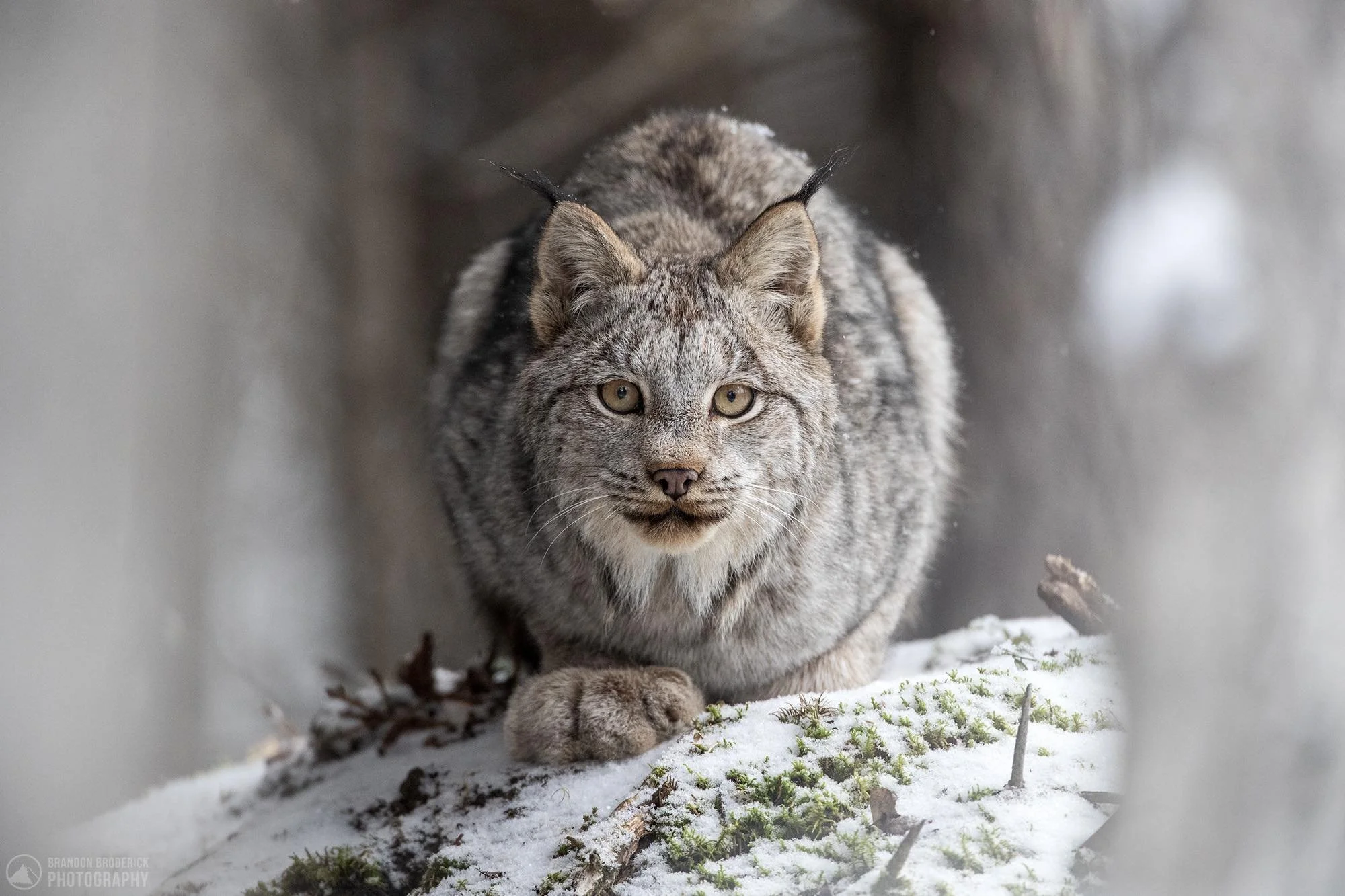 Canada Lynx | Capture Canada Lynx Now — Focus Photo Tours